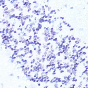 Anti-NeuN antibody