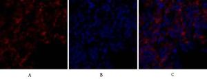 Anti-Bcl-XL Rabbit Polyclonal Antibody