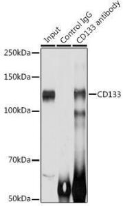 Anti-CD133 Rabbit Polyclonal Antibody