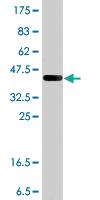 Anti-TGFBR2 Mouse Polyclonal Antibody