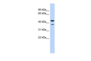 Anti-NSUN4 Rabbit Polyclonal Antibody