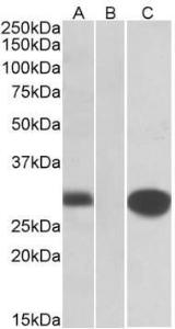 Anti-MID1IP1 Goat Polyclonal Antibody