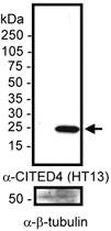 Anti-CITED4 Mouse Monoclonal Antibody [clone: HT13-2D6.3]