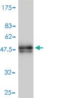 Anti-MYL4 Mouse Polyclonal Antibody