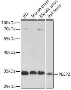 Western blot analysis of extracts of various cell lines, using Anti-REEP2 Antibody (A93314) at 1:1000 dilution. The secondary Antibody was Goat Anti-Rabbit IgG H&L Antibody (HRP) at 1:10000 dilution. Lysates/proteins were present at 25 µg per lane