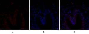 Anti-Bcl-XL Rabbit Polyclonal Antibody