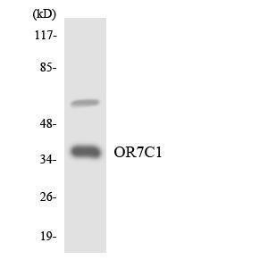 Antibody anti-OR7C1 A100852-100 100 µg