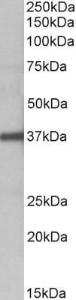 Anti-FUT2 Antibody (A83638) (1 µg/ml) staining of Human Liver lysate (35 µg protein in RIPA buffer). Primary incubation was 1 hour. Detected by chemiluminescence