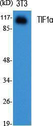 Western blot analysis of various cells using Anti-TRIM24 Antibody