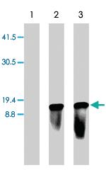 Anti-BSD Rabbit Polyclonal Antibody