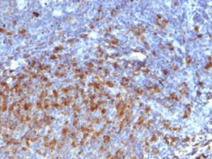 Immunohistochemical analysis of formalin-fixed, paraffin-embedded human tonsil using Anti-Human IgG Heavy Chain Antibody [IG266]