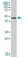 Anti-GDF2 Mouse Polyclonal Antibody