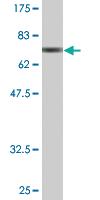 Anti-BAG4 Mouse Monoclonal Antibody [clone: 2G9]