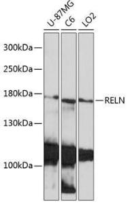 Antibody A93315-100 100 µl