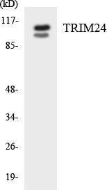 Western blot analysis of the lysates from HepG2 cells using Anti-TRIM24 Antibody