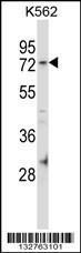 Anti-FAM63B Rabbit Polyclonal Antibody