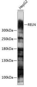 Antibody A93315-100 100 µl