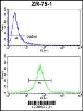 Anti-ATP5C1 Rabbit Polyclonal Antibody