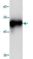 Anti-RPSA Mouse Monoclonal Antibody [clone: 69j0]