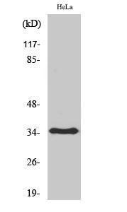 Western blot analysis of various cells using Anti-OR6T1 Antibody