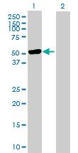 Anti-TRIM21 Rabbit Polyclonal Antibody