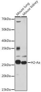 Anti-H2-Aa antibody