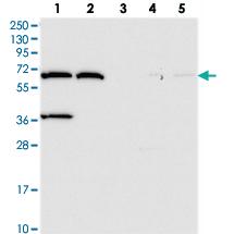 Anti-ADAMTSL5 Rabbit Polyclonal Antibody