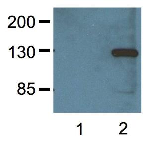 1:1000 (1 µg/mL) Ab dilution probed against HEK293 cells transfected with V5-tagged protein vector; untransfected (1) and transfected (2)