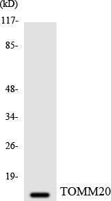 Western blot analysis of the lysates from HeLa cells using Anti-TOMM20 Antibody