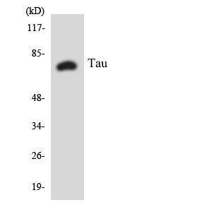 Western blot analysis of the lysates from HepG2 cells using Anti-Tau Antibody