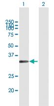 Anti-MSX1 Mouse Polyclonal Antibody