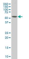 Anti-TAF5L Mouse Polyclonal Antibody