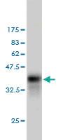 Anti-CFLAR Mouse Monoclonal Antibody [clone: 2F12]