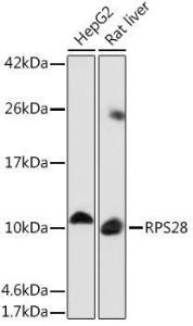 Western blot analysis of extracts of various cell lines, using Anti-RPS28 Antibody (A93318) at 1:1,000 dilution The secondary antibody was Goat Anti-Rabbit IgG H&L Antibody (HRP) at 1:10,000 dilution Lysates/proteins were present at 25 µg per lane