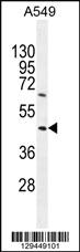 Anti-TRIM43 Rabbit Polyclonal Antibody