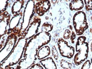 Immunohistochemical analysis of formalin-fixed, paraffin-embedded human liver using Anti-HSP60 Antibody [HSPD1/6496R]