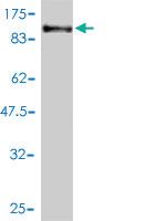 Anti-PCDHB16 Mouse Monoclonal Antibody [clone: 3F12-2A6]