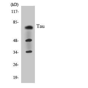 Western blot analysis of the lysates from COLO205 cells using Anti-Tau Antibody