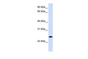 Anti-ORC6 Rabbit Polyclonal Antibody