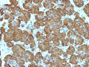 Immunohistochemical analysis of formalin-fixed, paraffin-embedded human pancreas using Anti-Cytochrome C Antibody [SPM389]