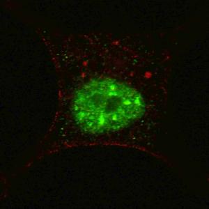 Anti-STAT3 Rabbit Polyclonal Antibody (FITC (Fluorescein))