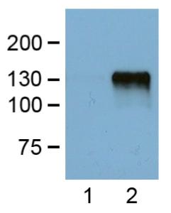 Antibody anti-FLAG TAG FG4R 200 µg