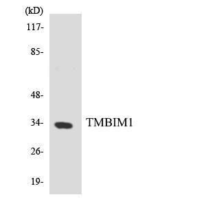 Anti-TMBIM1 Rabbit Polyclonal Antibody