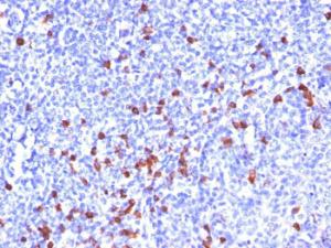 Anti-Human IgG Heavy Chain Mouse Monoclonal Antibody [clone: SPM556]