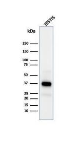 Western blot analysis of human testis tissue lysate using Anti-Clusterin Antibody [CLU/4731]