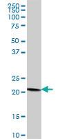 Anti-COPS8 Mouse Polyclonal Antibody