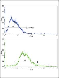 Anti-ABCG2 Rabbit Polyclonal Antibody