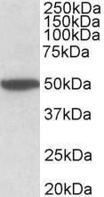 Anti-CHRM2 Antibody (A83648) (2 µg/ml) staining of Mouse Brain lysate (35 µg protein in RIPA buffer) Primary incubation was 1 hour Detected by chemiluminescence