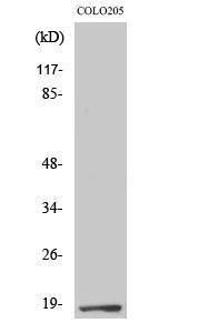 Western blot analysis of various cells using Anti-TCEAL1 Antibody