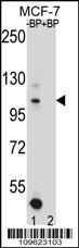 Anti-HIPK1 Rabbit Polyclonal Antibody (Biotin)